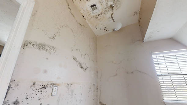 Reliable Lander, WY Mold Removal Solutions