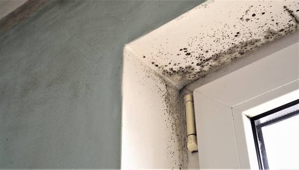 Best Environmental Consulting for Mold Prevention  in Lander, WY